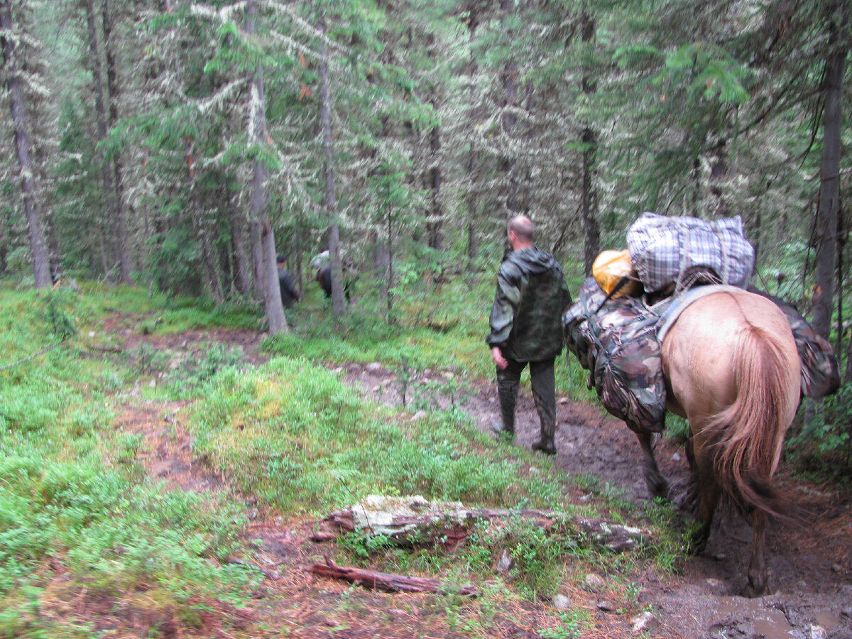 в таком лесу мы пересчитывали каждое второе дерево вдоль тропы...