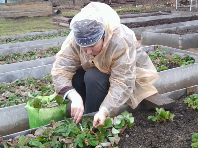 Когда обрабатывают клубнику весной от старых листьев. Обрабатывать клубнику. Обработать Викторию весной. Обработка клубники весной. Клубника после зимы.