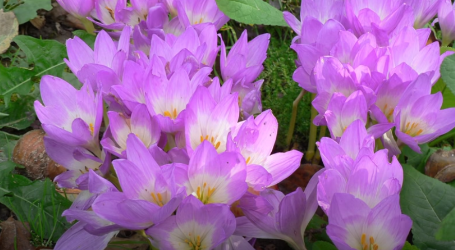 Вот такие были до пересадки две осени назад.