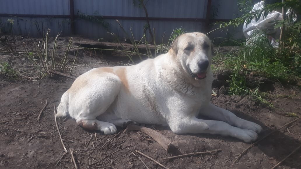 Арчи. Фото из архива приюта "Надежда" 