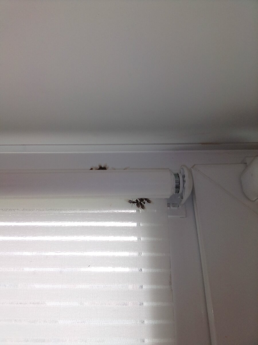 Фото автора. Наше окно на кухне