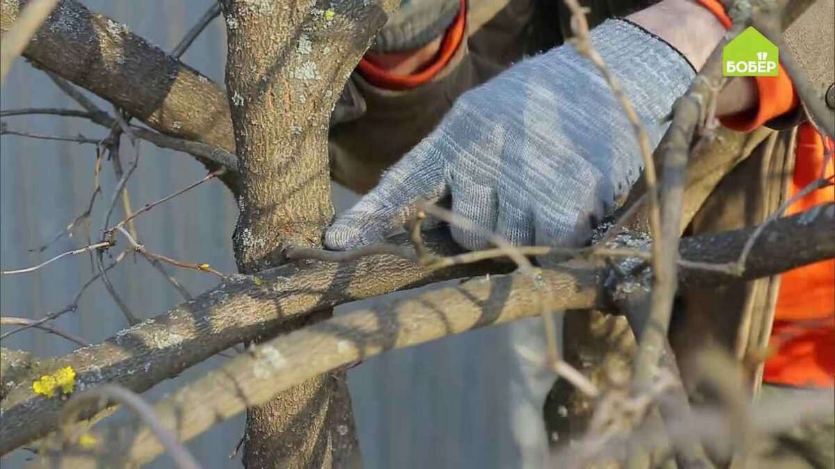 Ветви кустарника не должны перекрещиваться, тереться друг о друга и загущать крону.