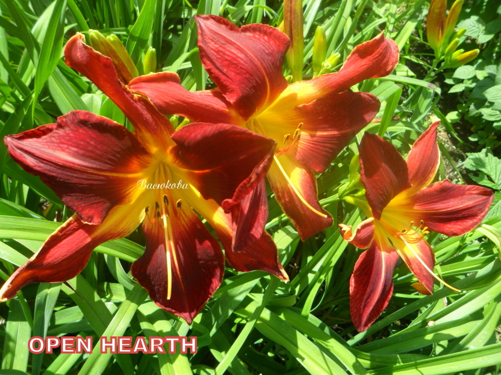 Лилейники спайдеры  будут идеальным решением для озеленения вашего участка ввиду своего привлекательного внешнего вида и неприхотливости в уходе. Длительный период цветения, декоративные листья, широкая цветовая гамма, теневыносливость и простота разведения – вот главные достоинства этого цветка. Лилейники довольно просто скомбинировать с остальными кустарниками и цветами, они непременно будут украшением любой композиции. 