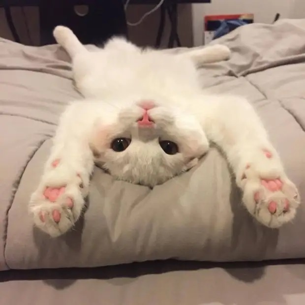 Картинка из открытых источников