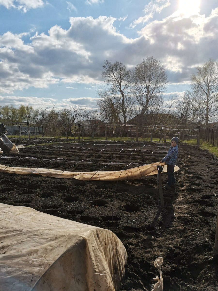 Вчера мы наконец- то начали ставить каркасы под огурцы и томаты. Ночью у нас сегодня было +1°С. Рассадную теплицу продолжаем отапливать. 