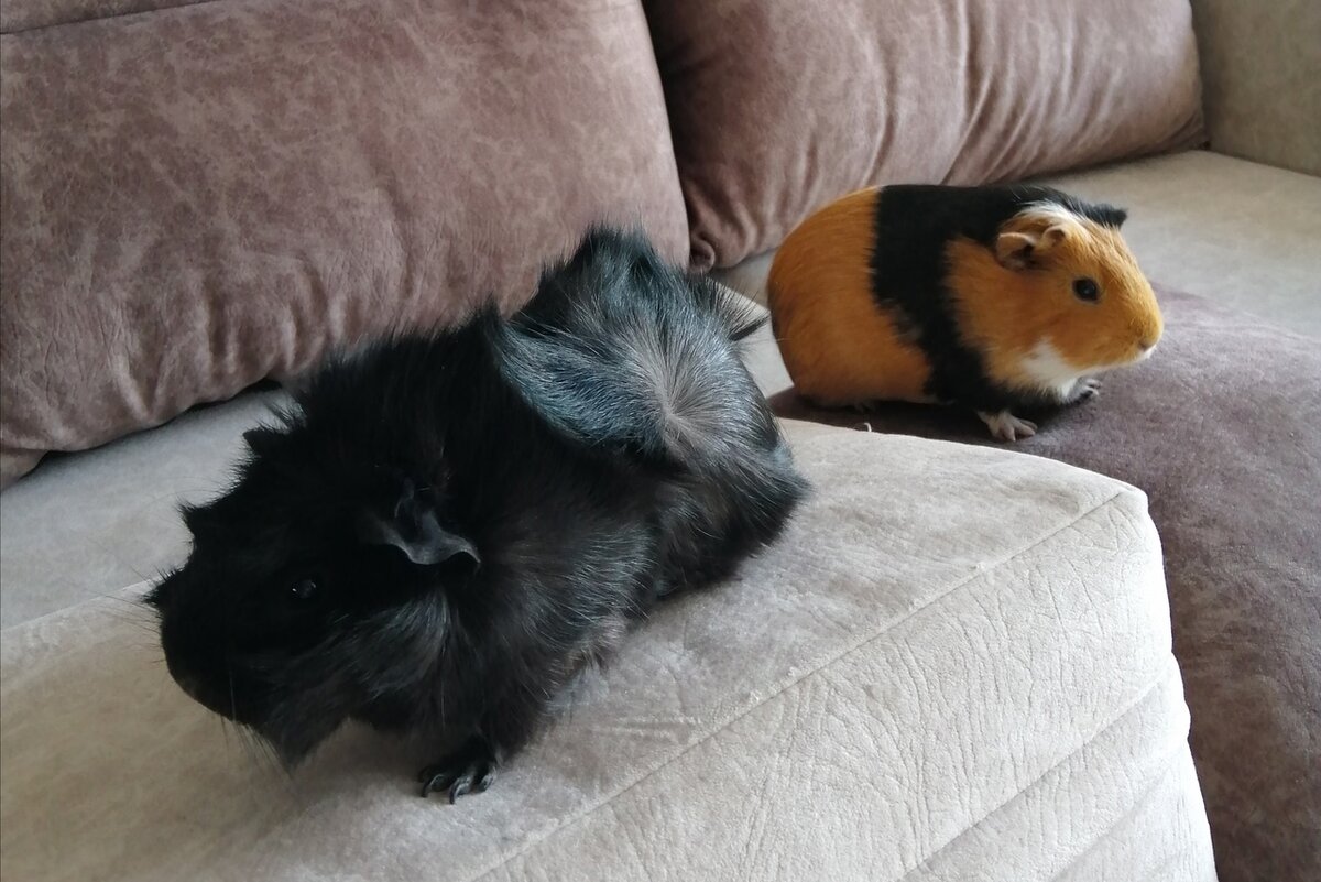 Булочка и Фрося