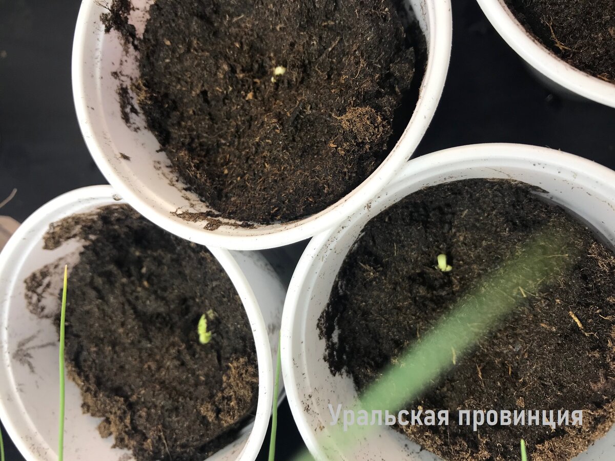 Тут показались петельки
