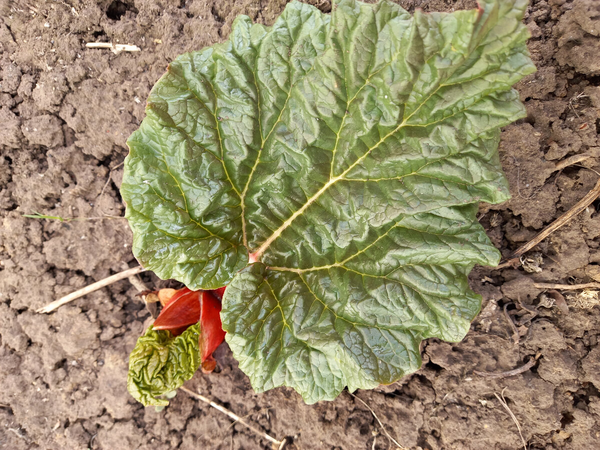 Ревень уже такой