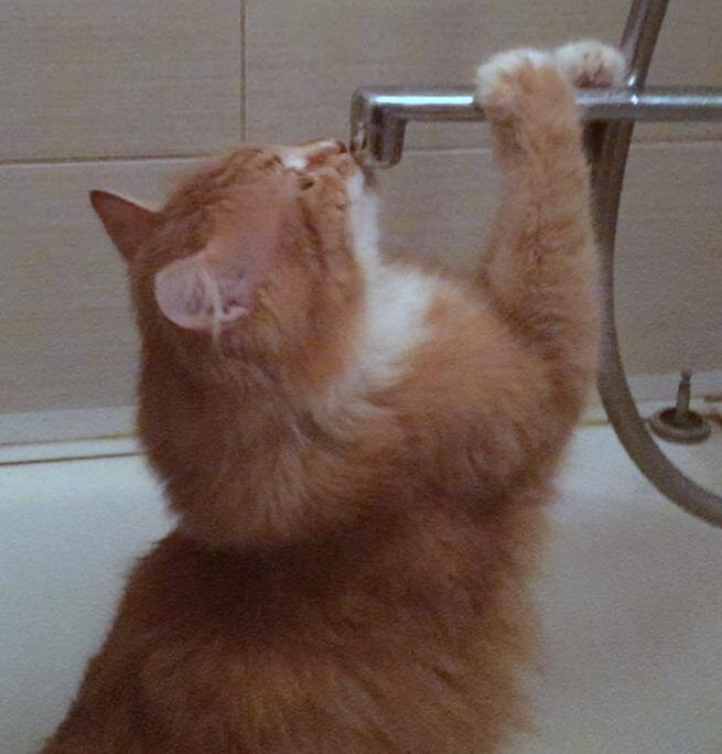 Беня водичкой играет. Фото автора