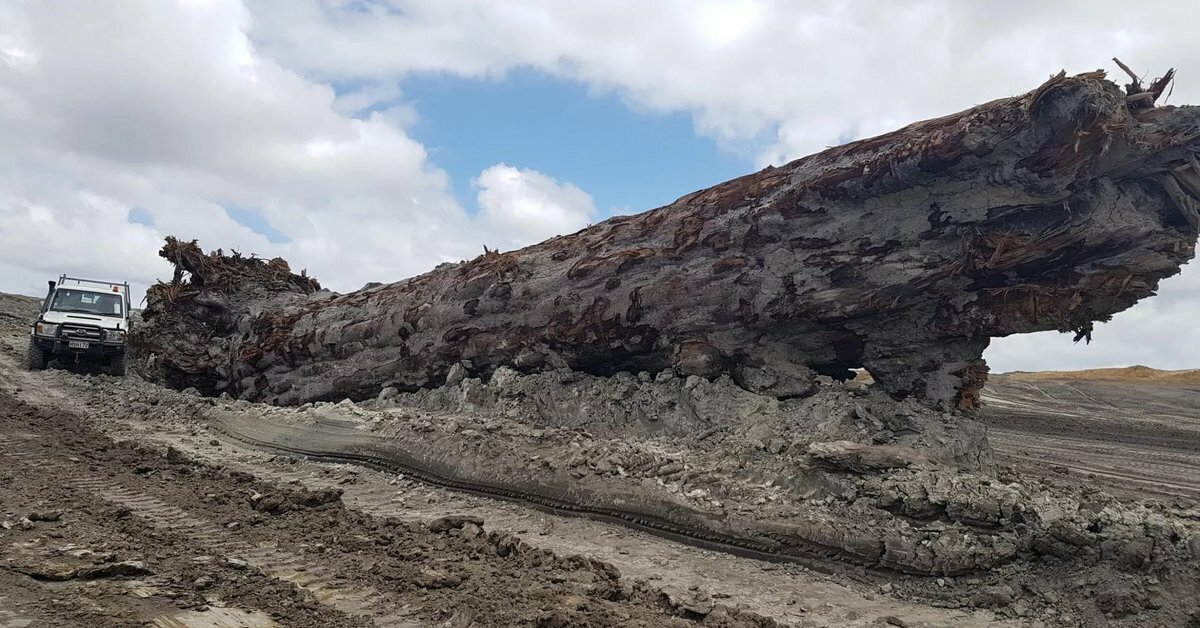 Самое старое дерево на Земле (окаменевшее дерево каури, найденное в болоте Новой Зеландии, фото из открытого доступа)