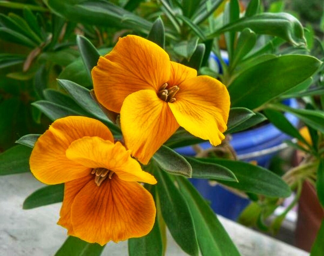 Желтофиоли цветы как выглядят фото