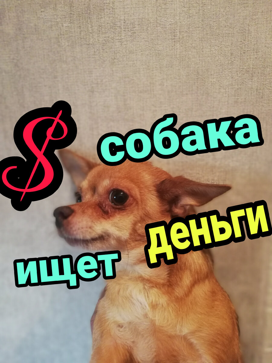 Моя собачка по имени Флешка! 