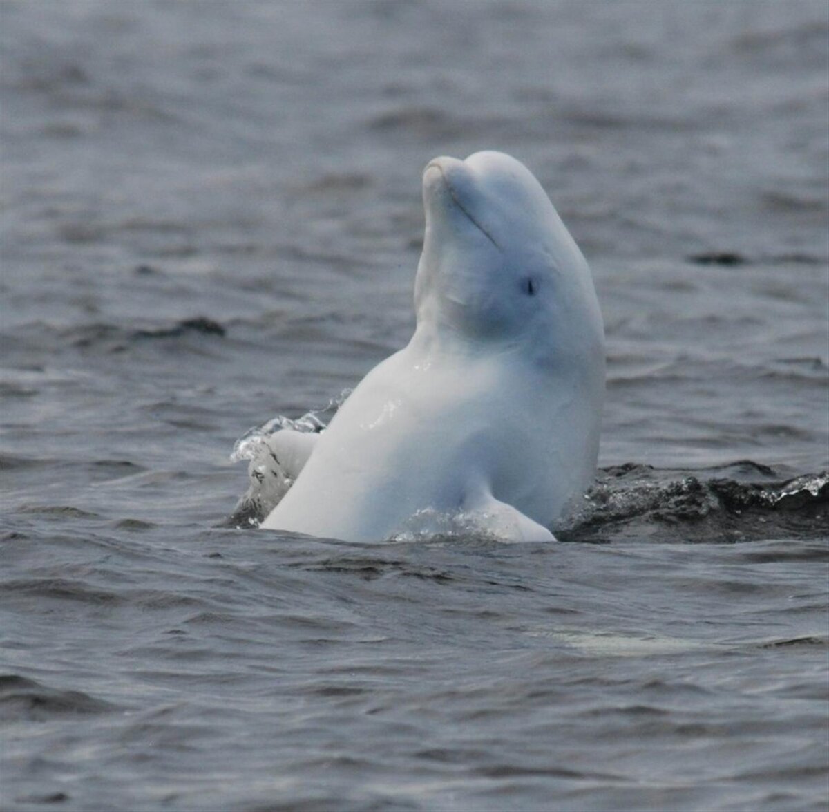 белуха белое море