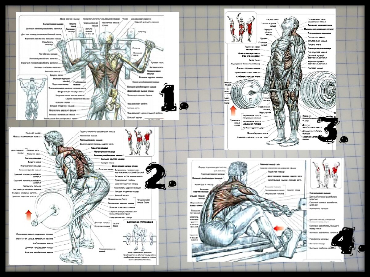 1- подтягивания широким хватом, 2 - тяга штанги в наклоне к поясу, 3 - становая тяга, 4 - тяга нижнего блока. Схемы взяты из книги Ф. Дэлавье "Анатомия силовых упражнений".