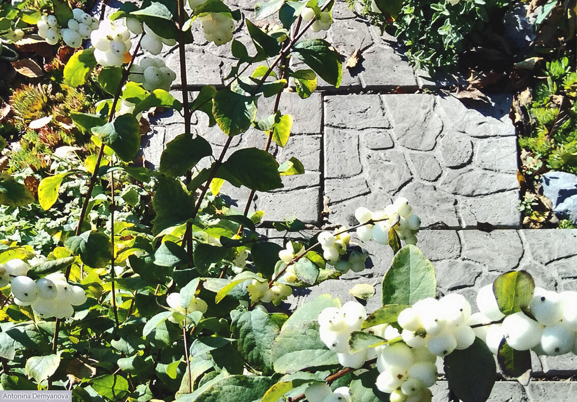 Фото автора статьи. На фоне тротуарной плитки.