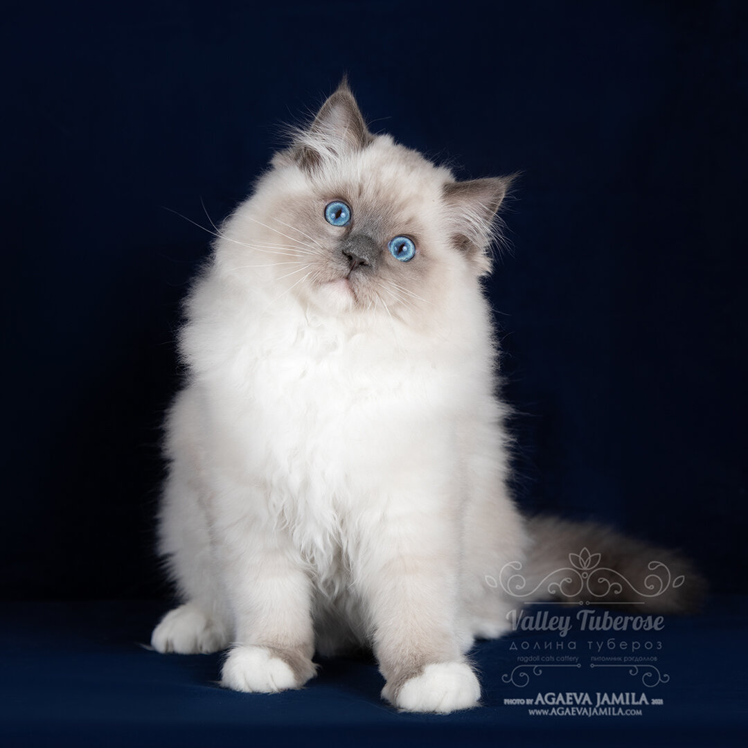 Арсений - голубой миттед из Москвы. Сын Стефана! 