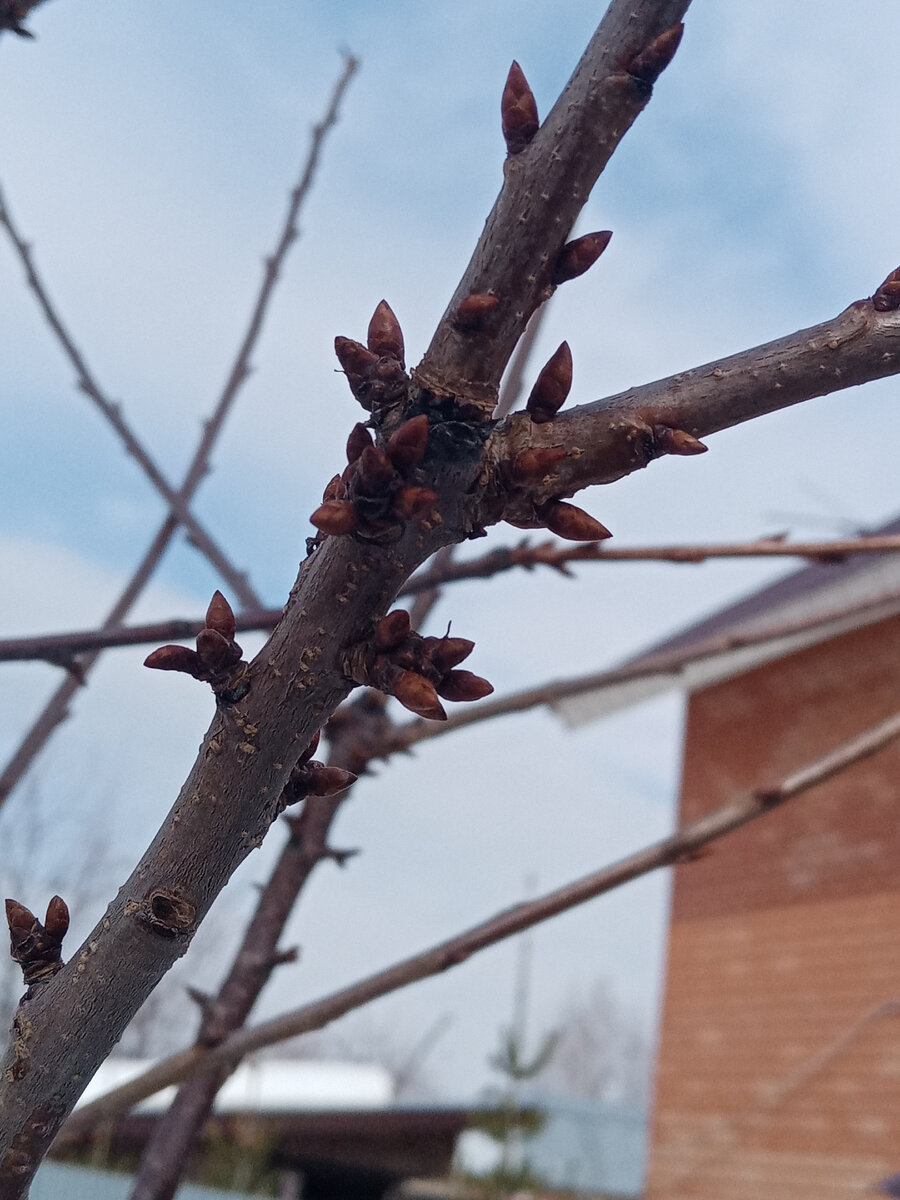 Пузатенькие почки собраные в букеты - это будущие цветы и ягоды.