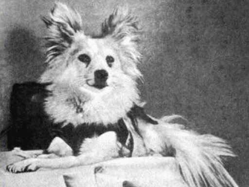 Козявка - космическая собака