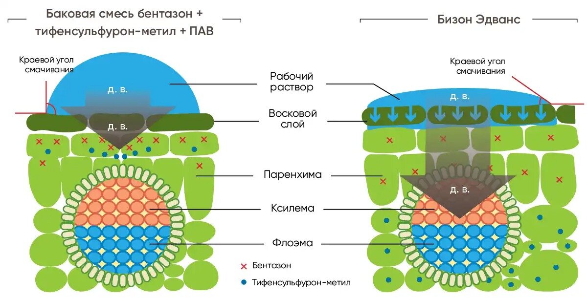 Схема защиты сои от сорняков