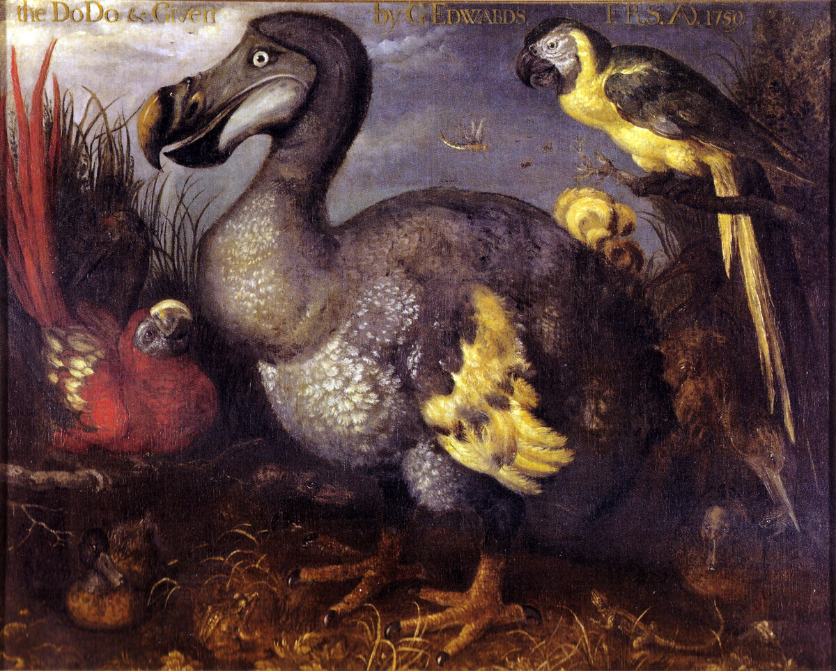 Dodo painted by Roelant Savery, late 1620s.