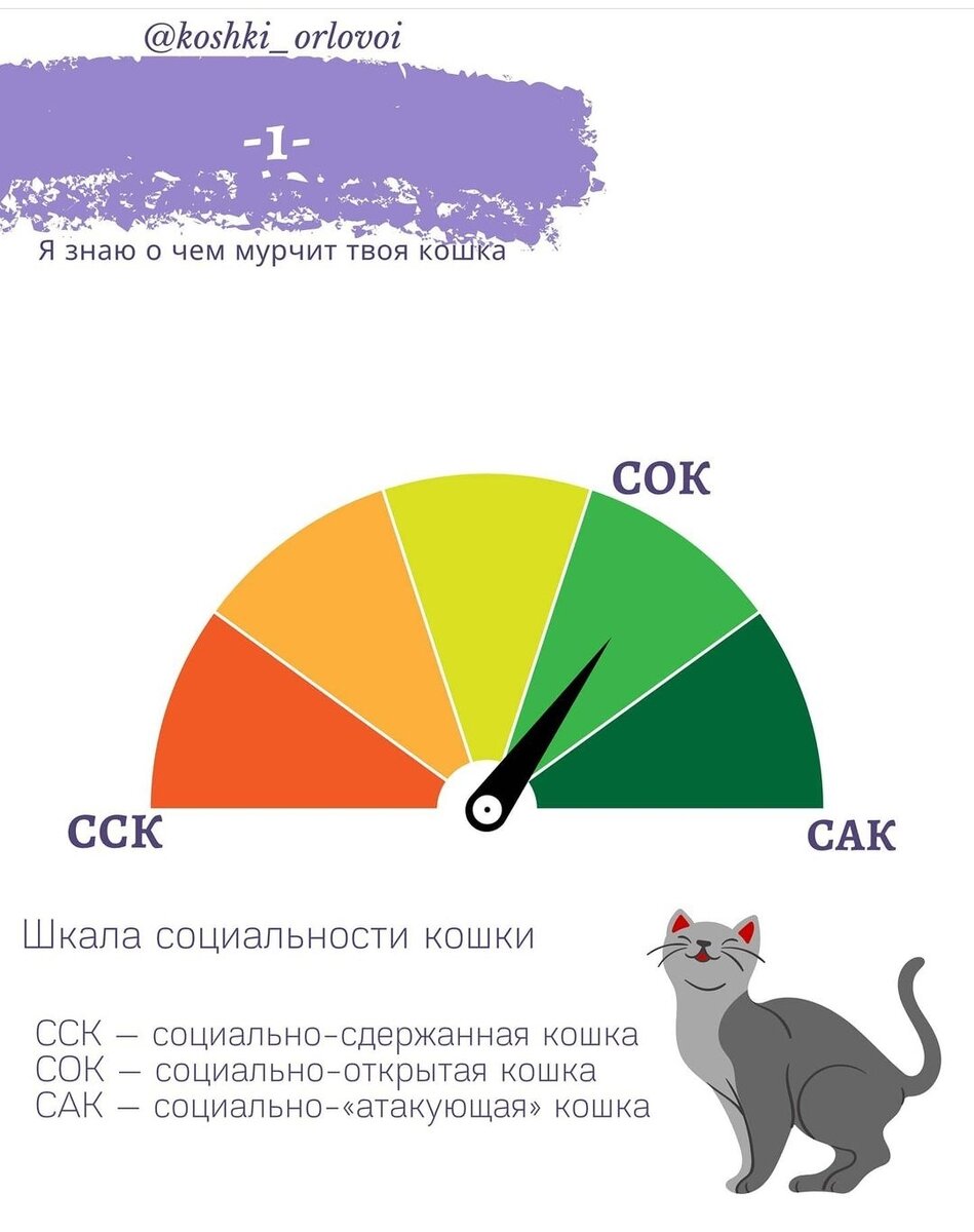 Наглядный пример оценки социальности кошек