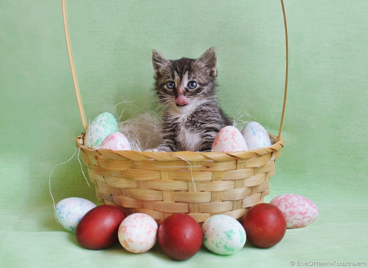 © ВСЕ ОТТЕНКИ КОШАЧЬЕГО. Котёнок девочка ищет семью! 