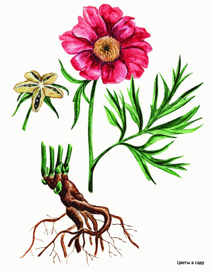 Корень пиона картинка