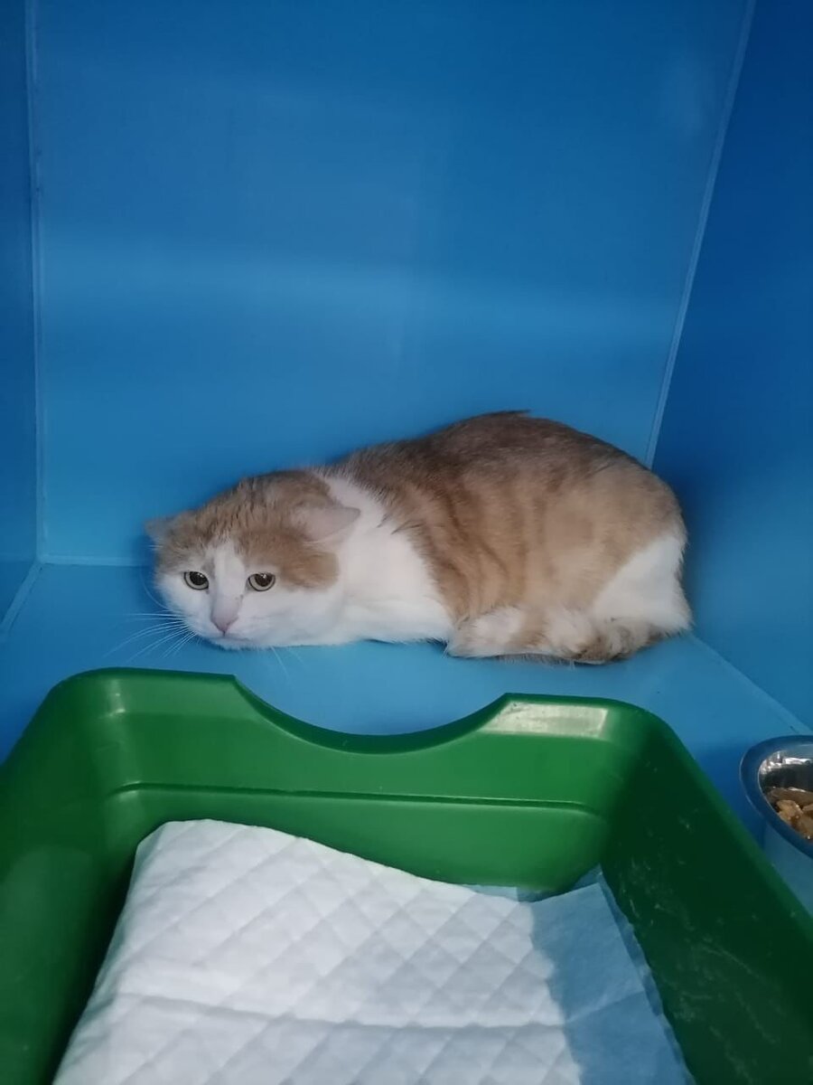 Собственно, сам Шарапов. Фото самого кота немного: он стрессует, а потому снимки всегда однообразны. Но к куратору можно обратиться за свежими фото: их я в пост вставить не могу. 