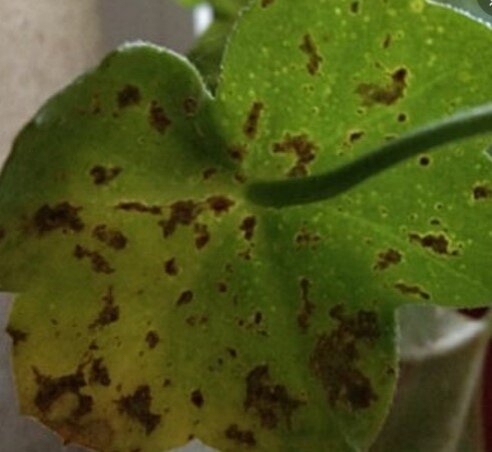 Тот самый поражённый лист, фото которого мне прислали. Фото я увеличила и осветлила, чтобы более тщательно разглядеть бурые пятна. Слева на пятнах угадывается некроз. А лист уже делтеет