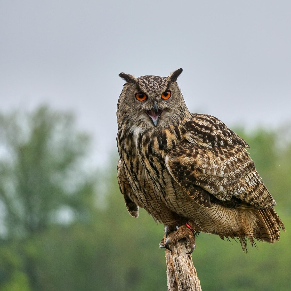 Источник pixabay.com