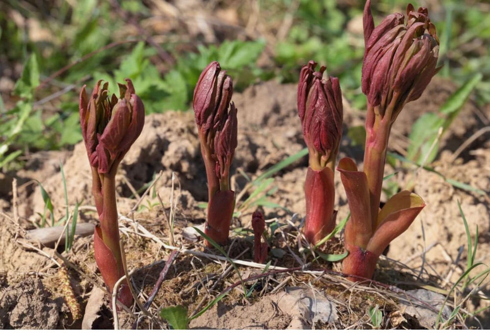 Молодые побеги пиона ранней весной.