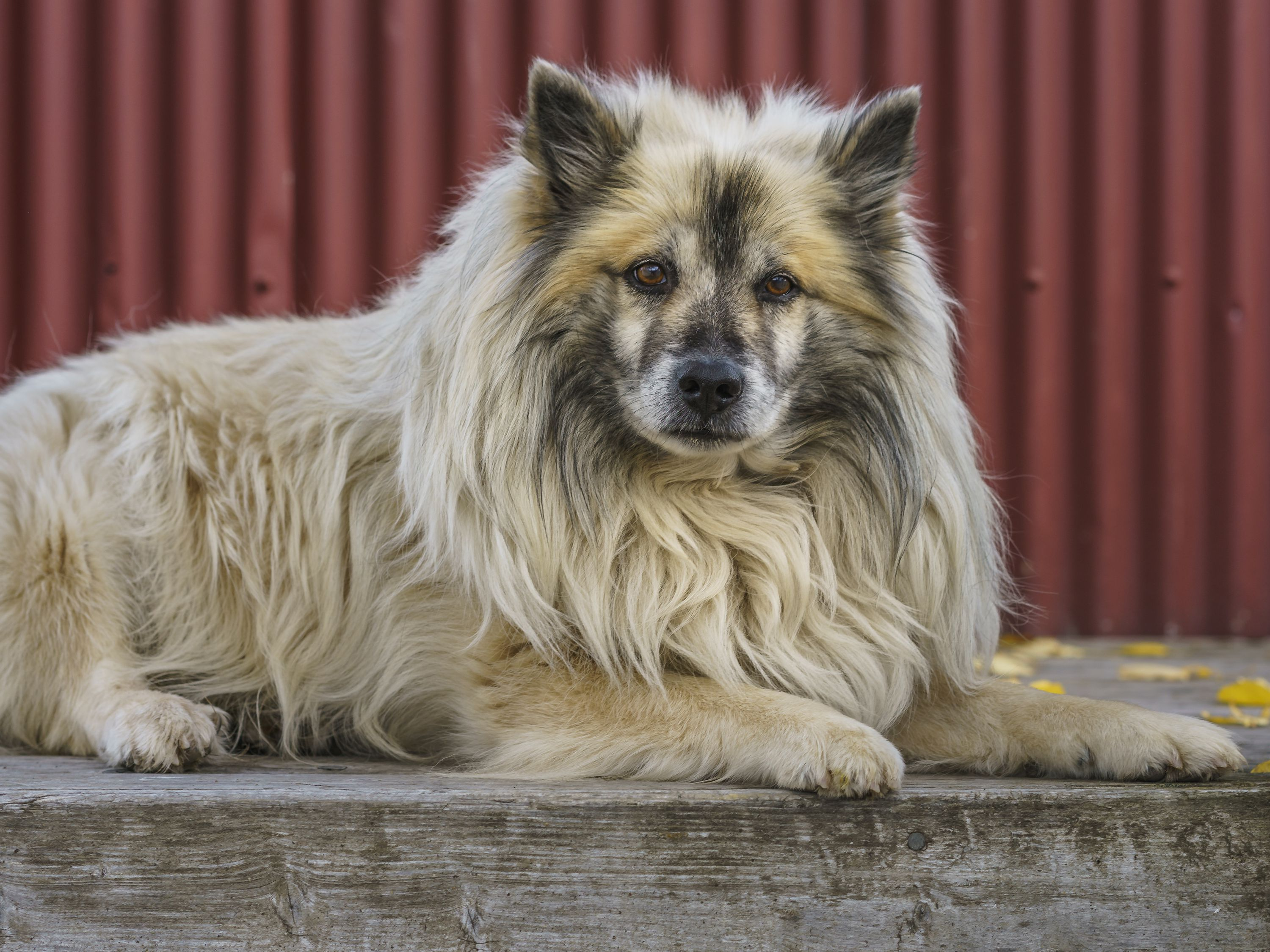 Исландские овчарки: Карманная собачка викингов. Древняя порода маленьких псов, что способны управлять большими стадами5