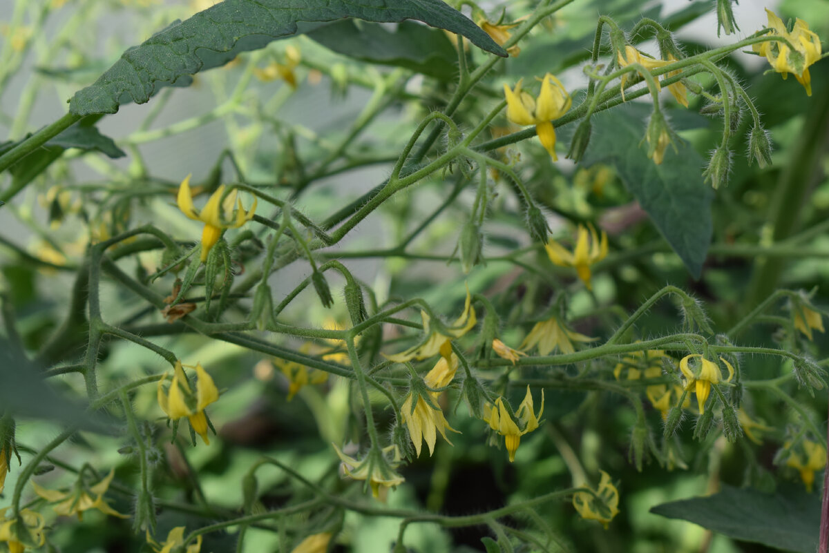 кисти томатов(фото автора)