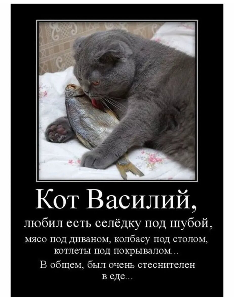 Кот Василий юмор