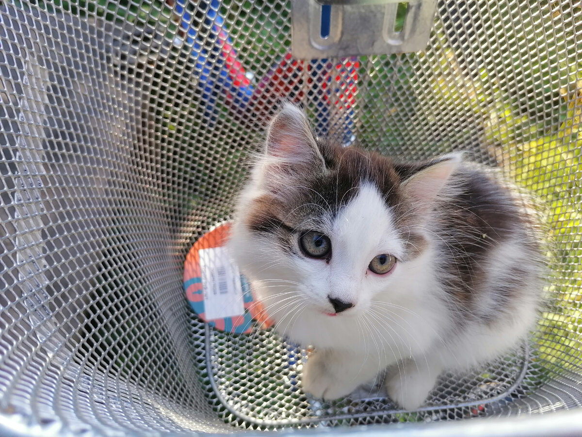 Котенок осваивает корзинку от моего велосипеда
