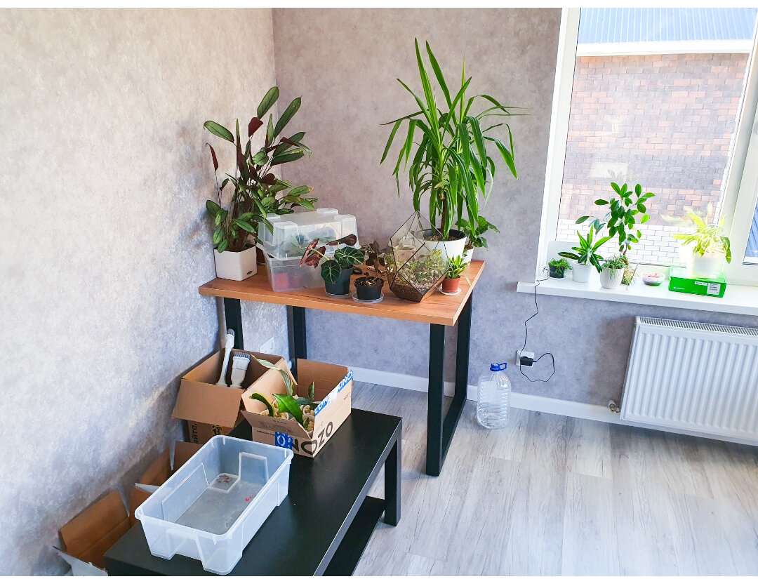 Сейчас зелёных жителей уже побольше