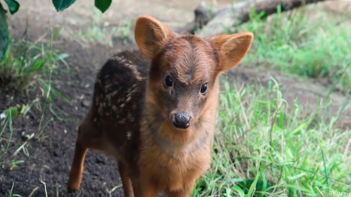 Маленький олень