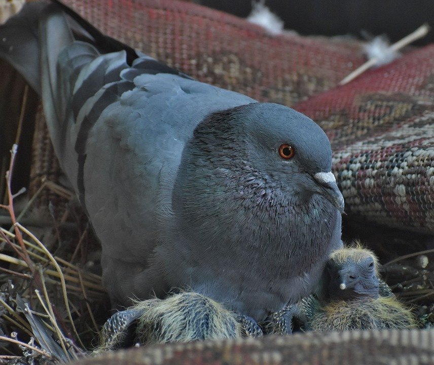 Иллюстрация SandeepHanda, Pixabay License