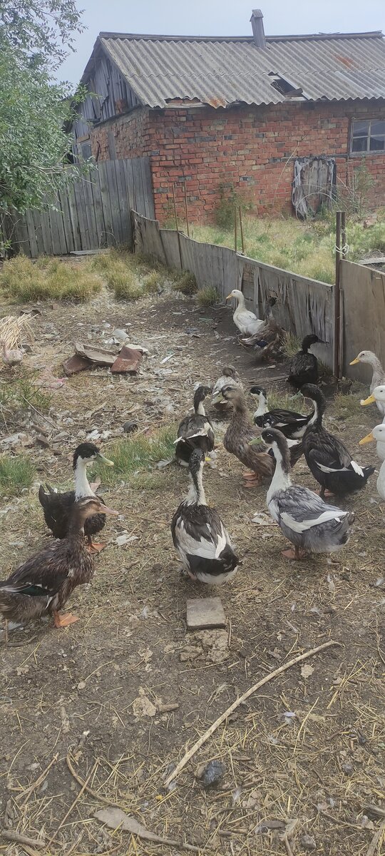 Наши красавцы.