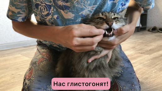 Котокараоке: Нас глистогонят😁