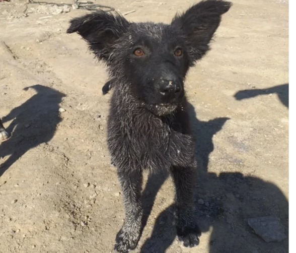 Жизнь её началась на карьере " Белый камень" , где перерабатывали щебень.