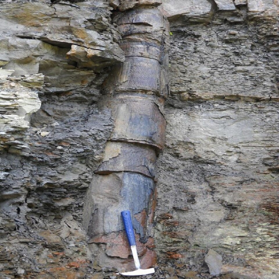 Вот фотография настоящей «железной» трубы из дерева