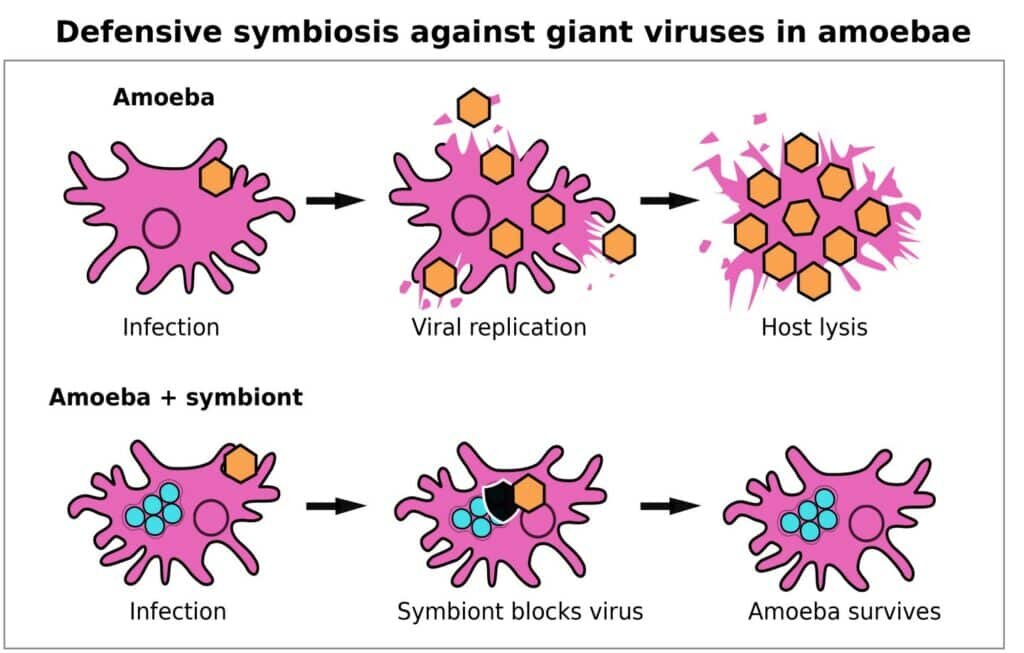    Хламидии не дают вирусам захватить клетку амебы, позволяя ей выжить / © CMESS