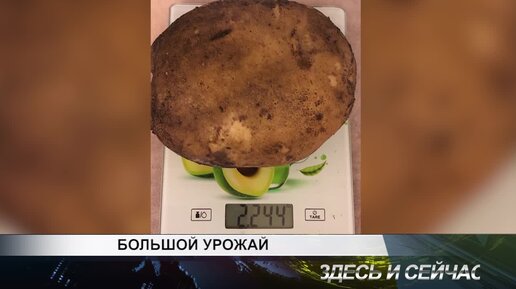 БОЛЬШОЙ УРОЖАЙ