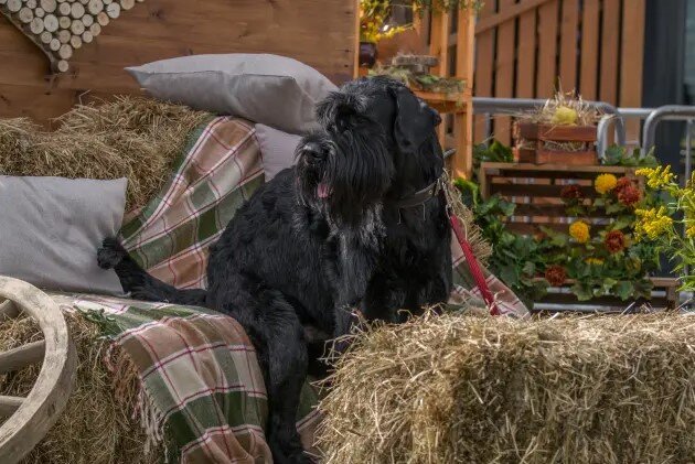 Вот так Бруно вполне способен посидеть и на диванчике