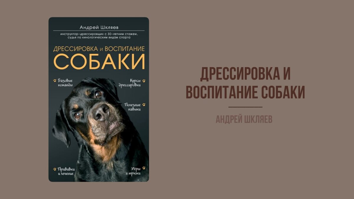 ЧИТАЕМ ВМЕСТЕ С КОМАНДОЙ «ГУЛЬДОГ» | Гульдог и Мурчалкин - заботливые  сервисы для ваших любимцев. | Дзен