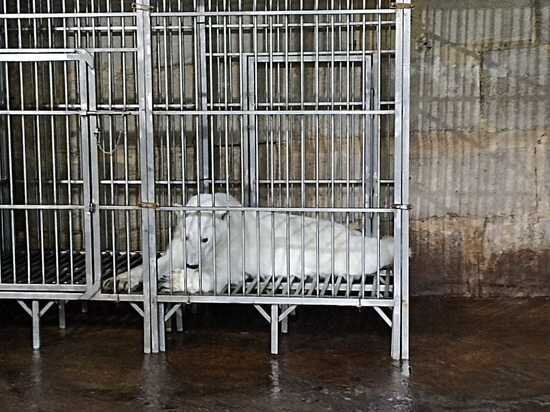     Клетки, в которых в данный момент находятся мишки, соответствуют всем нормам. И в них звери чувствуют себя вполне вольготно Елена Анифатьева