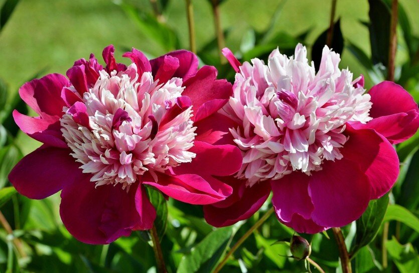 Фото: pixabay.com