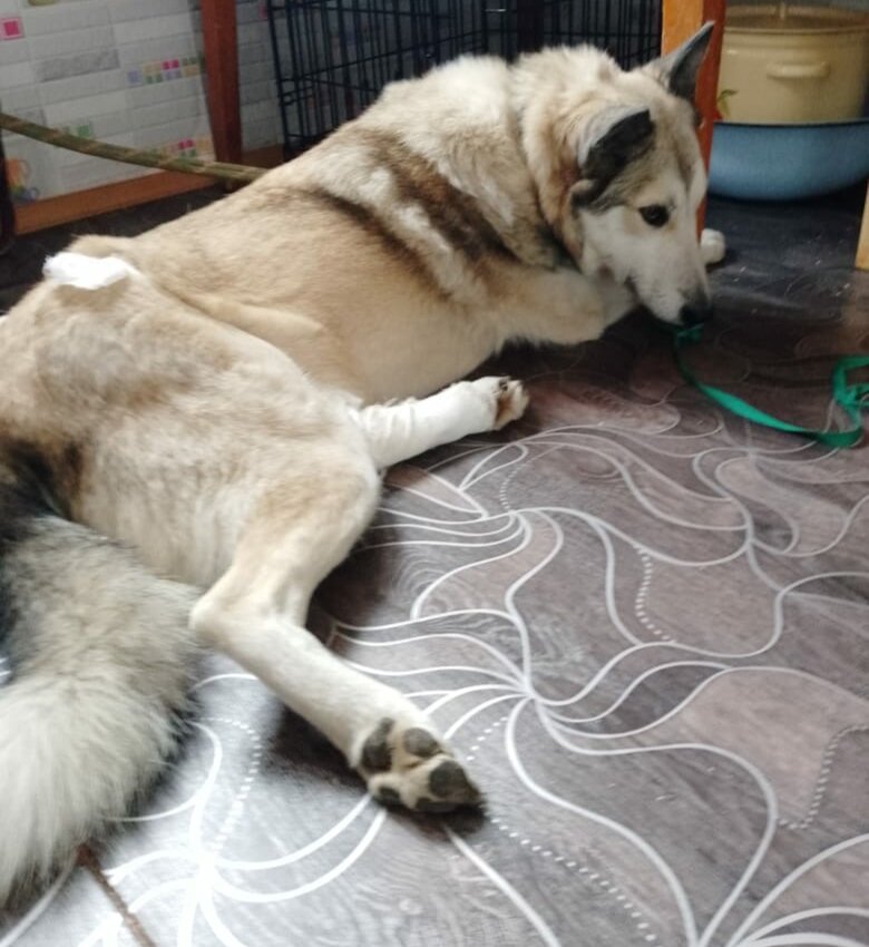 Видно,  что   всё же опекуны  заботились  о  ней.   