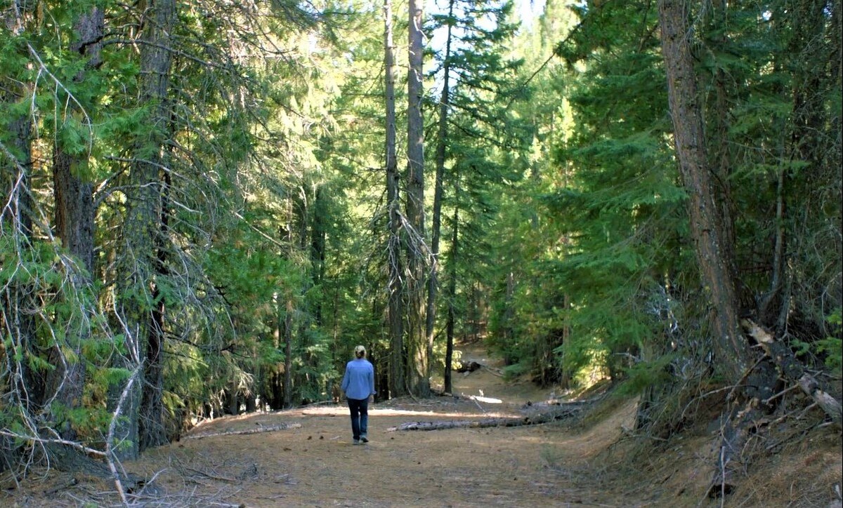 Скриншот из триллера "In the Forest".